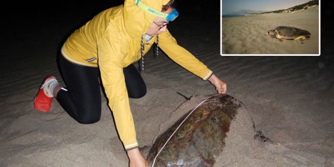 Patara Plajı'na 250 deniz kaplumbağası yumurta bıraktı