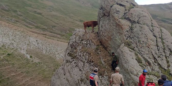 Kayalık bölgede dana kurtarma seferberliği