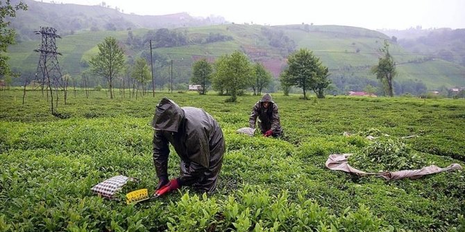 ÇAYKUR, yaş çay budama bedellerini üretici hesaplarına aktardı