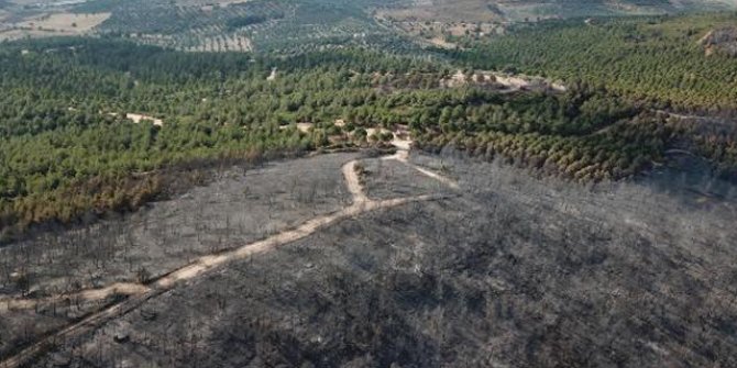 Foça'daki yangında 30 hektar ormanlık alan zarar gördü