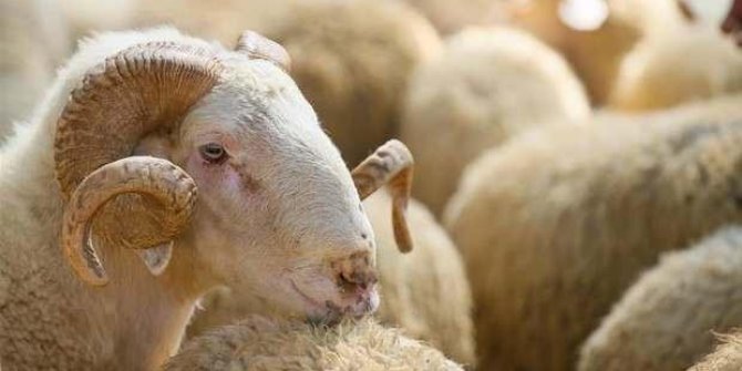 Kurban satış ve kesim yerlerinde Kovid-19 tedbirleri uygulanacak