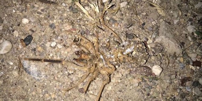 Kayseri'de 'sarıkız örümceği' tedirginliği