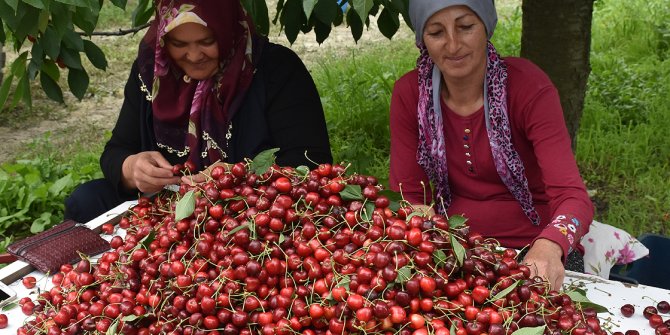 Sultandağı kirazı, rekoltesiyle ve fiyatıyla üreticisinin yüzünü güldürdü