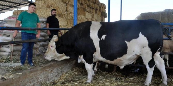 Turgutlu'da 2 ton 500 kilo ağılığındaki 'Çakır Efe' alıcısını bekliyor