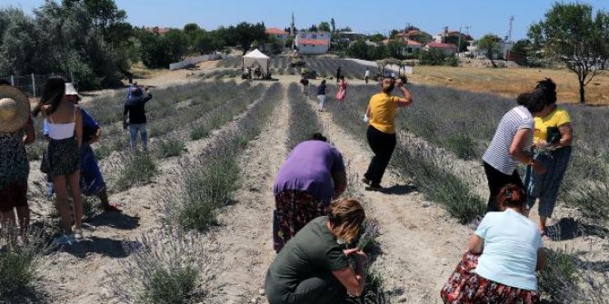 Tarihi Gelibolu Yarımadası'ndaki lavantaların hasadı yapıldı