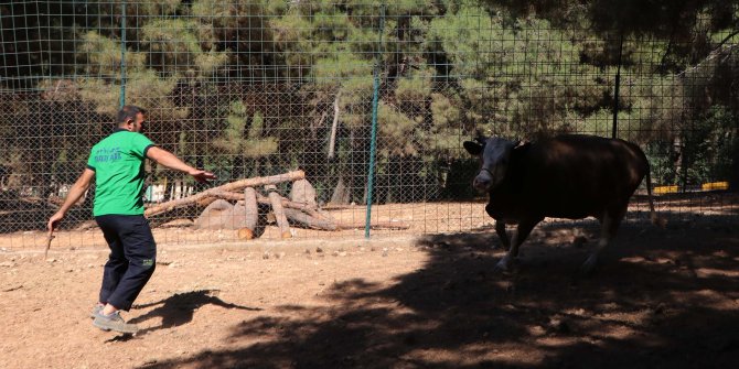 Gaziantep'te 'kurban yakalama timi' bayrama hazır