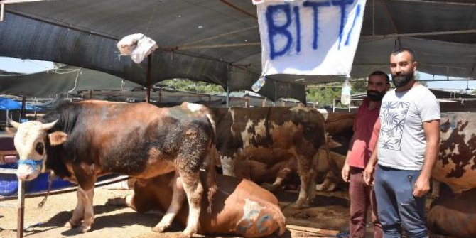 Tüm kurbanlıkları satıp, çadırlarına 'bitti' yazısı astılar