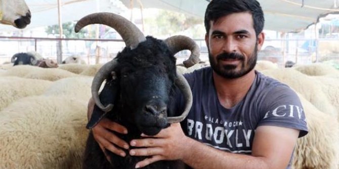 4 boynuzlu koç 10 bin liradan alıcı bekliyor