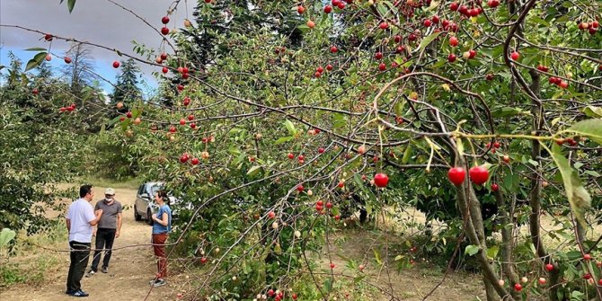 Halka açık üniversite çiftliğindeki meyveleri ziyaretçiler hasat ediyor