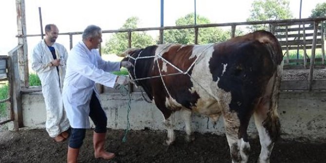 Kurban keseceklere 'rueff' tekniği tavsiyesi