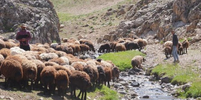 Kuraklık hayvanlardaki verimi düşüyor