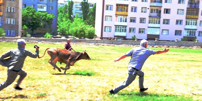 Kurbanlıklar kaçtı, sahipleri peşlerinden koştu
