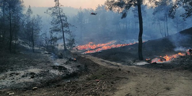 Kahramanmaraş'ta orman yangını