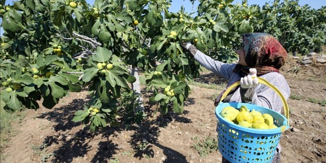 Dünyaca ünlü Aydın incirinde hasat başladı