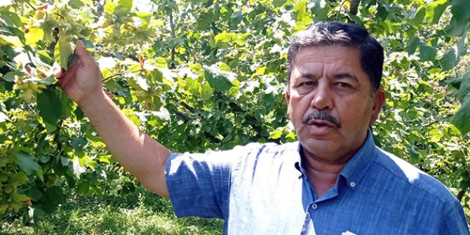 Düzce'ye gelen fındık işçileri koronavirüse karşı aşılanacak