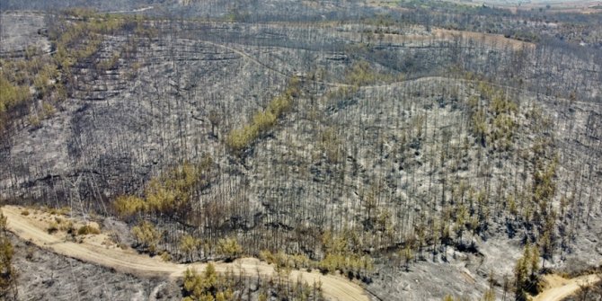 Dünyadan Türkiye'ye yangın felaketi için dayanışma mesajları geldi
