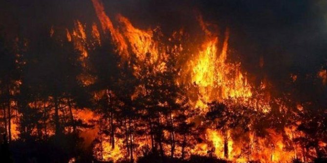 Samsun'da orman yangını