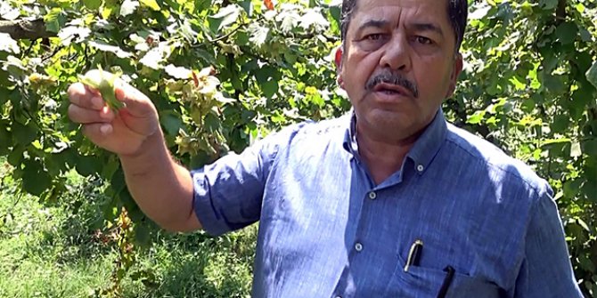 Fındık üreticilerine 'hasat' uyarısı