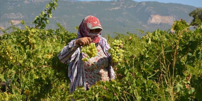 İslahiye Ovası'nda üzüm hasadı başladı