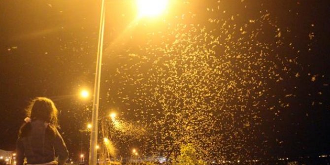 Ardahan'da kelebeklerin 'ölüm dansı'