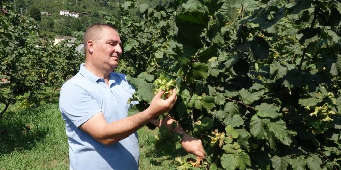 Dünya Fındık Haftası ilk kez Trabzon’da kutlanacak