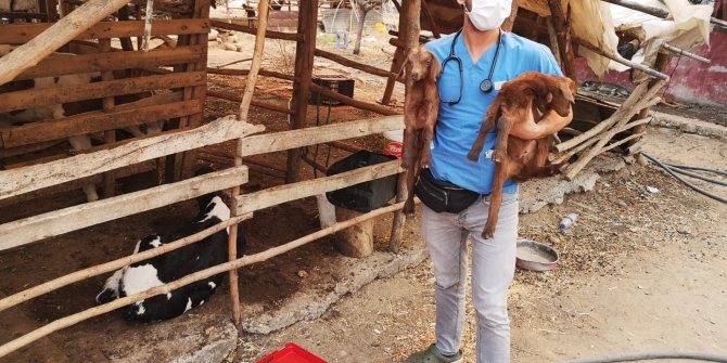 Veterinerler yangından etkilenen hayvanların yaralarını sarıyor