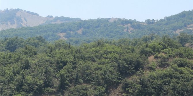 Yanan orman alanları ağaçlandırılırken doğal bitki örtüsü dikkate alınıyor