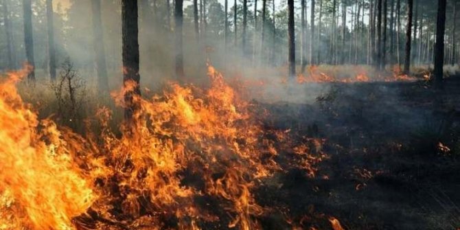 Bakan Pakdemirli müjdeli haberi paylaştı: Kaçtan orman yangı var?