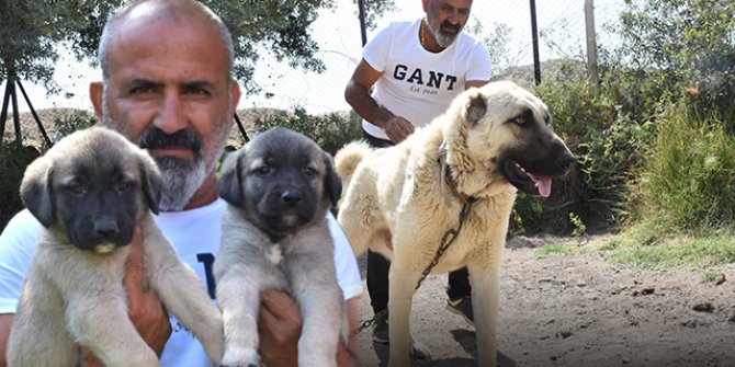 Kangal köpekleri 'içgüdüsel' koruma özelliğine sahip