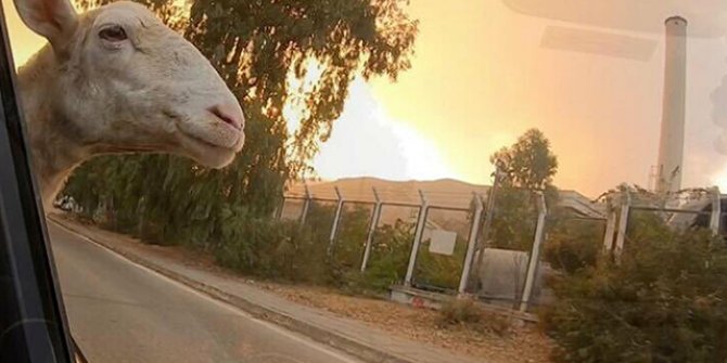 Milas yangınında 11'inci gün