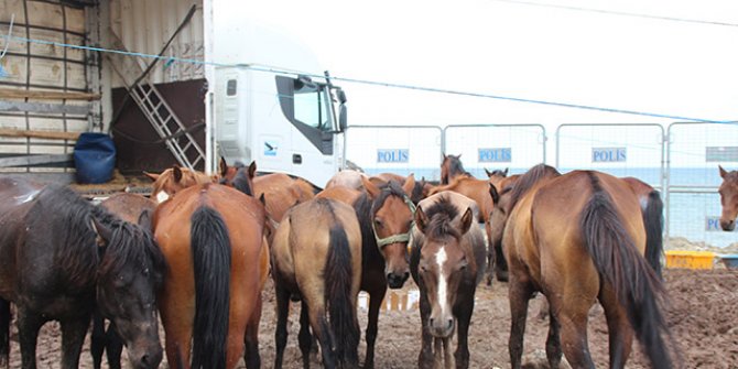 TIR parkında ölüme terk edilen atların sahibine 35 bin 700 lira ceza