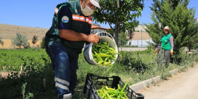 Ata Tohumları İhtiyaç Sahiplerinin  Sofralarında