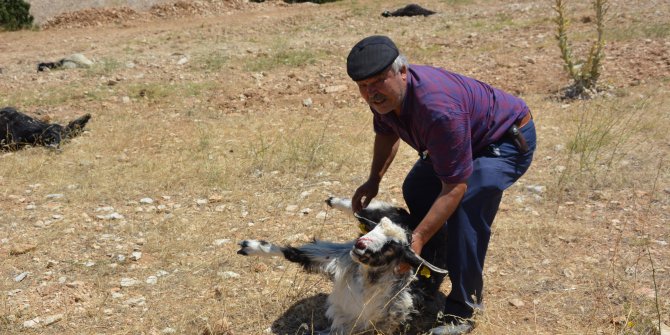 Tarla etrafına dökülen gübreyi yiyen 25 keçi öldü 