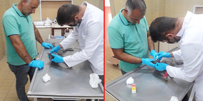 Ayağı kırık kedi için seferber oldular