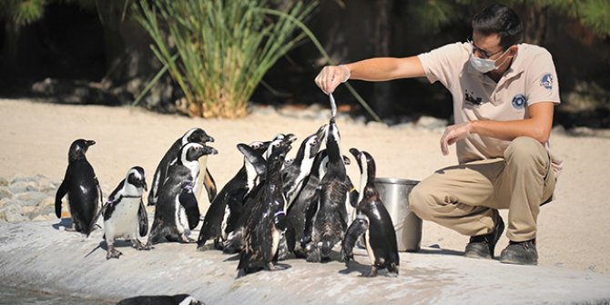 Penguenlerin beslenme saatleri