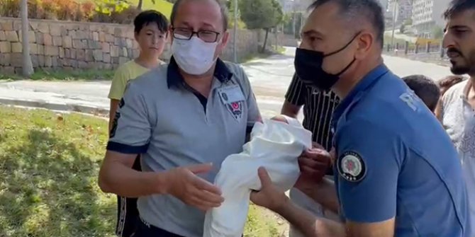 Önce Bursa'da şimdi İstanbul'da parkta bulundu: Görenler şaşkına döndü
