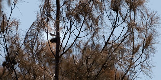 Yanan ormanda ilk filizler: Bu fotoğraflar sevindirdi