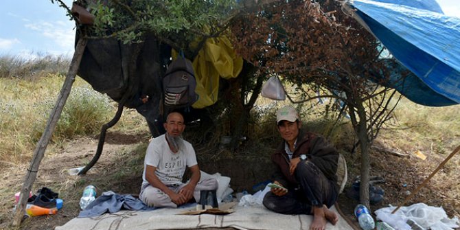 Taliban'dan kaçan Afgan göçmenler, Edirne'de çobanlık yapıyor