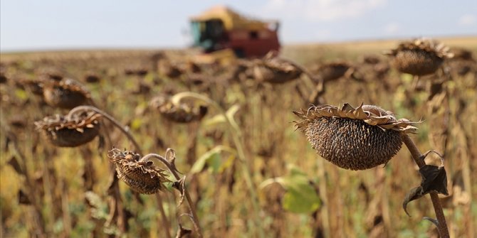 'Doğanın sarı gelini' ayçiçeğinde hasat başladı