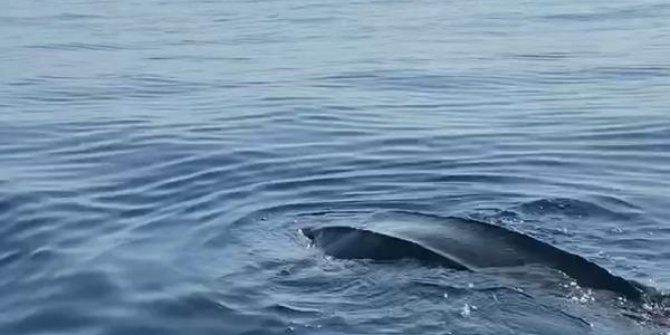 Deri sırtlı deniz kaplumbağası canlı görüntülendi