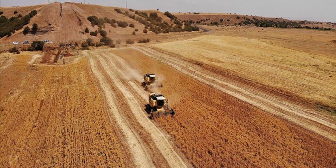 Bingöl'de verimsiz toprağa can veren aspir, üreticiye alternatif gelir olacak