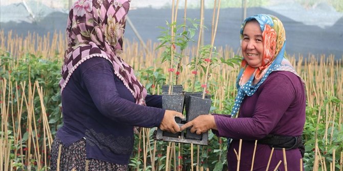 Çukurova'da yetiştirilen meyve fidanları 14 ülkeye ihraç ediliyor