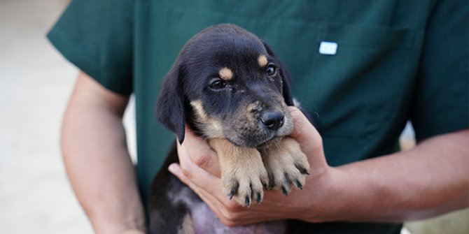 Selde kurtarılan yavru köpeğe 'Mucize' ismi verildi