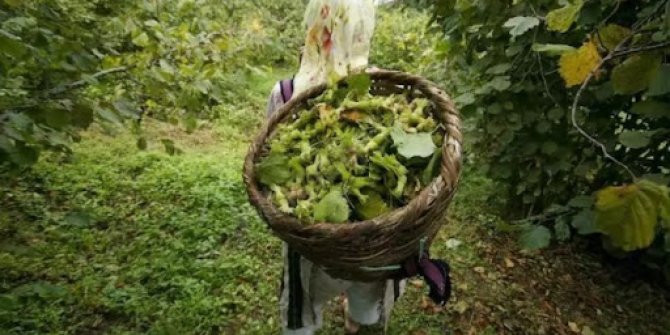 Ordu Altınordu’da mahkemeden satılık fındık tarlası