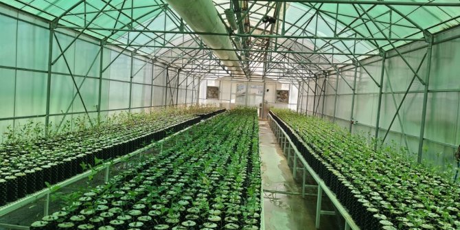 OGM: Yeşil vatan için 273 milyon fidan üretildi