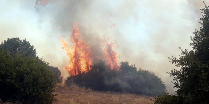 Kula'da makilik yangını ormana sıçradı