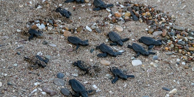 Manavgat'ta 80 bin yavru caretta caretta denizle buluştu