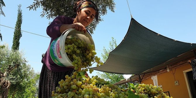 Çukurovalı kadınlar şifa kaynağı üzüm pekmezinin yapımına başladı