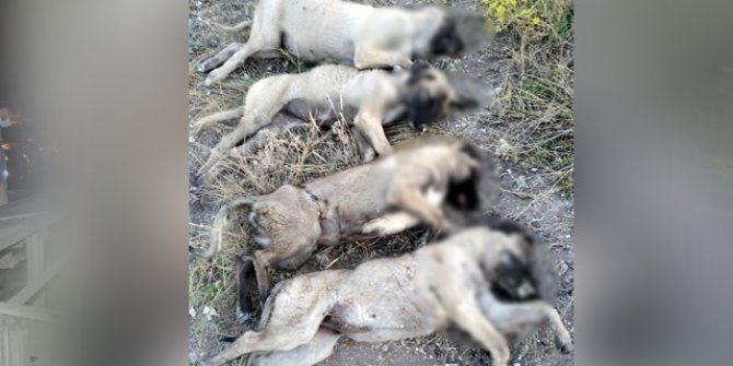 Ankara'da yan yana dizilmiş köpek ölüleri bulundu