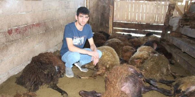 Kurt ağıla girdi; 40 koyun öldü, 6 koyun yaralı